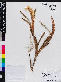 Maxillaria ctenostachys image