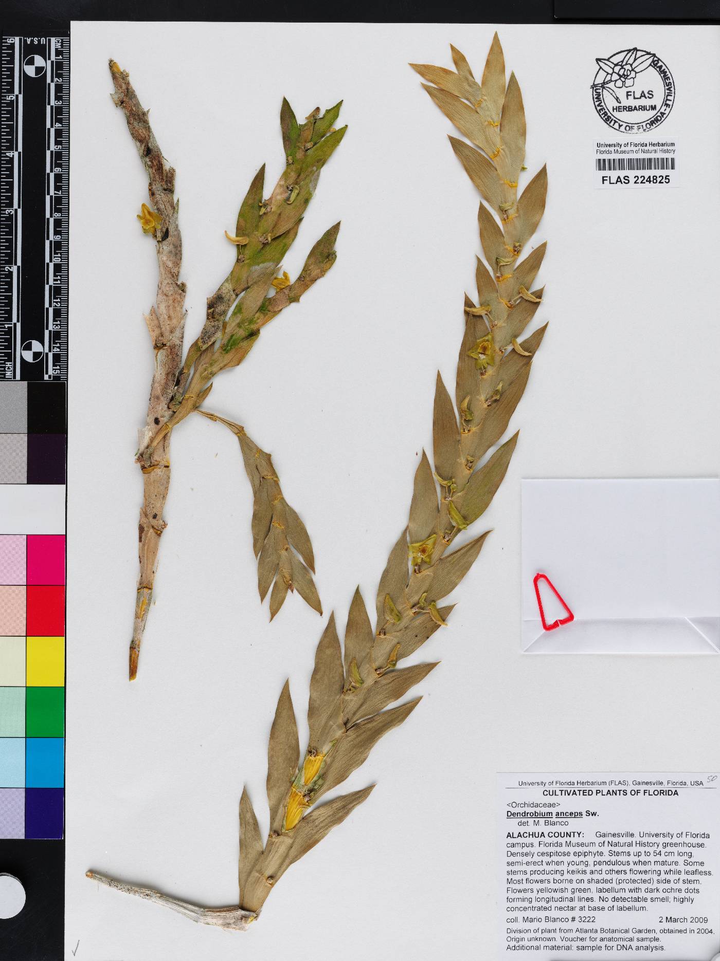 Dendrobium anceps image