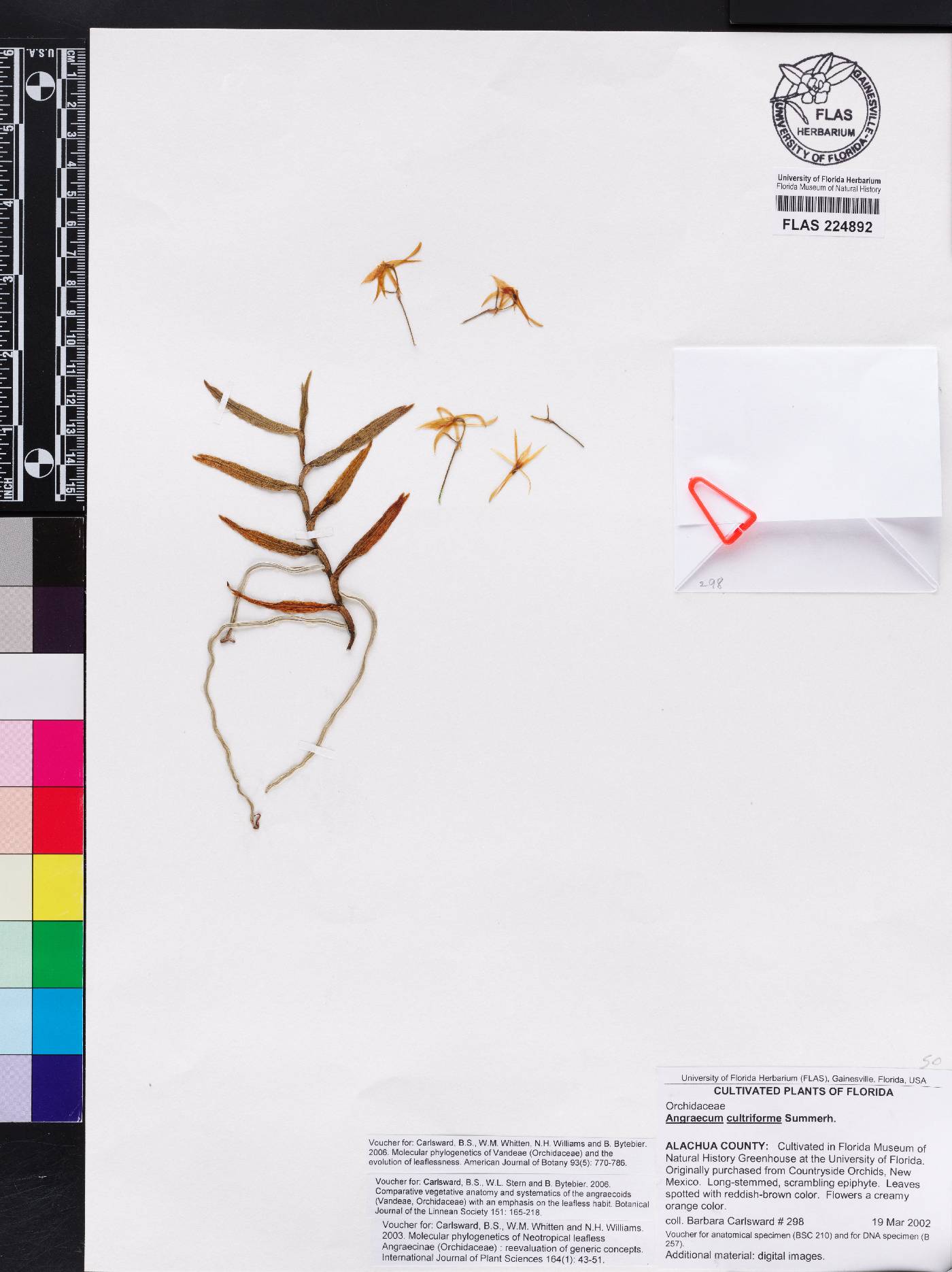 Angraecum cultriforme image