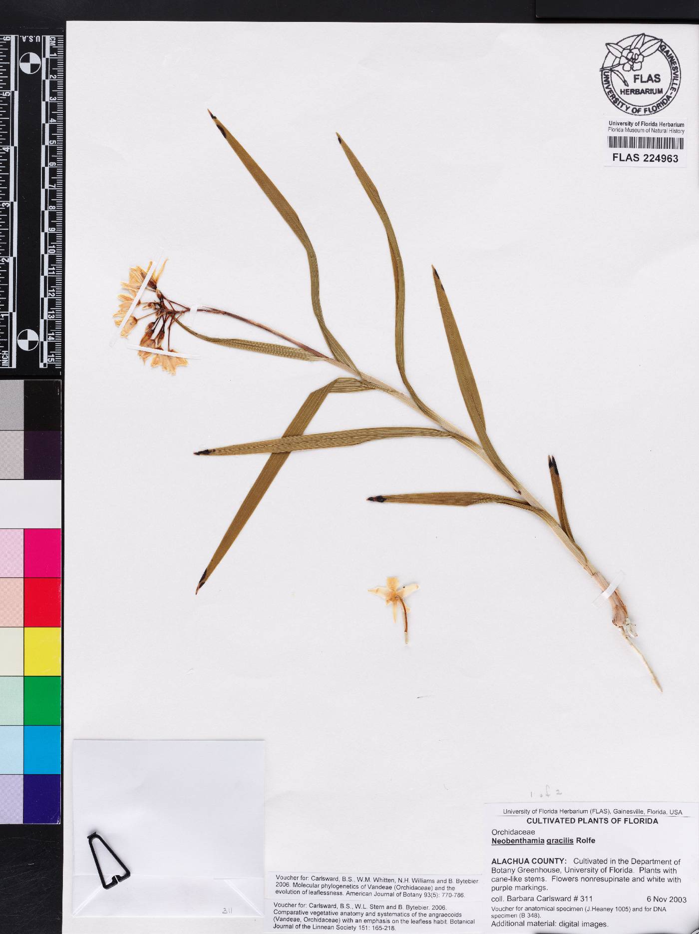 Neobenthamia gracilis image