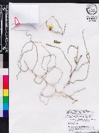 Media resource of Oeonia rosea