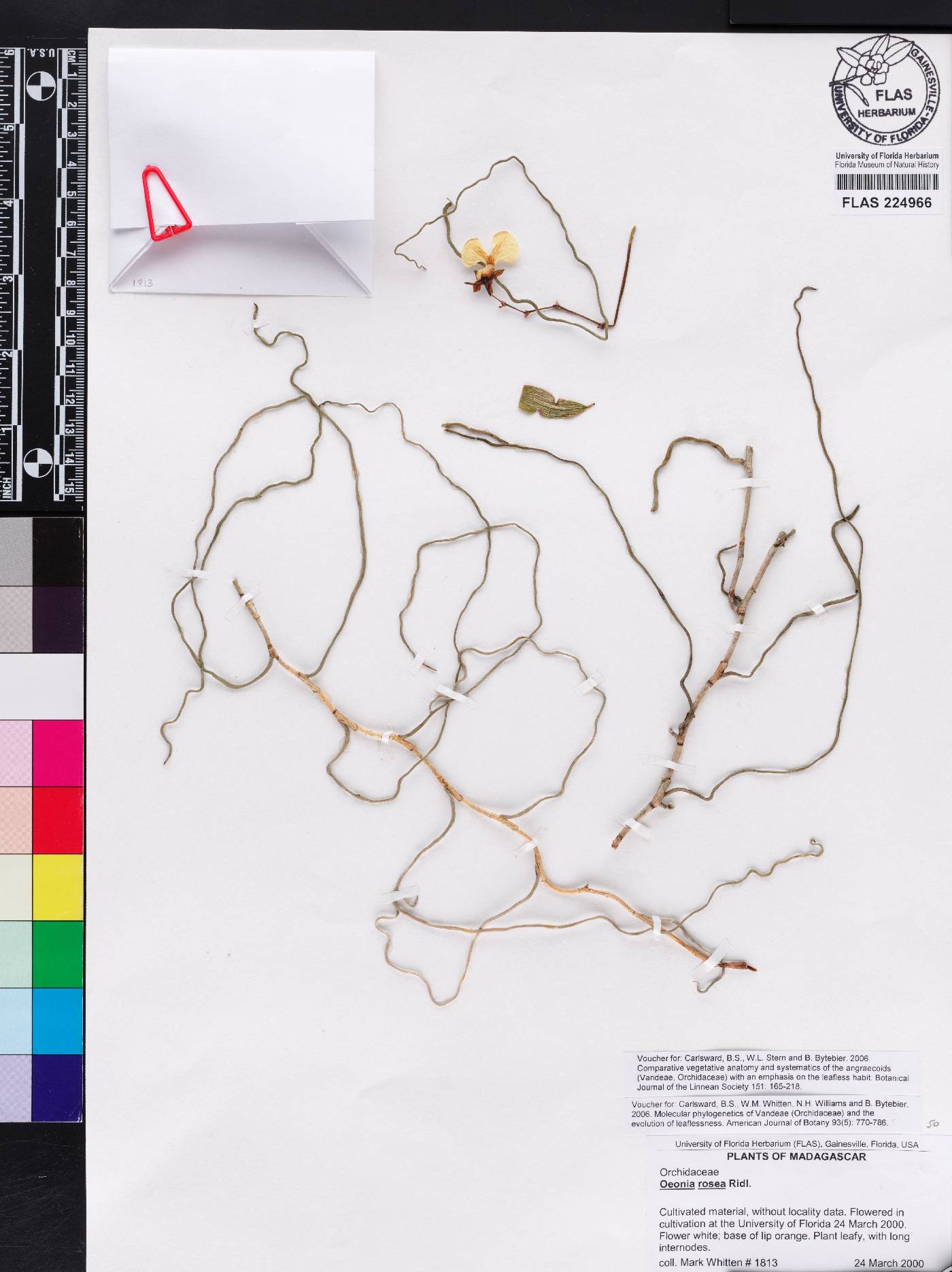 Oeonia rosea image