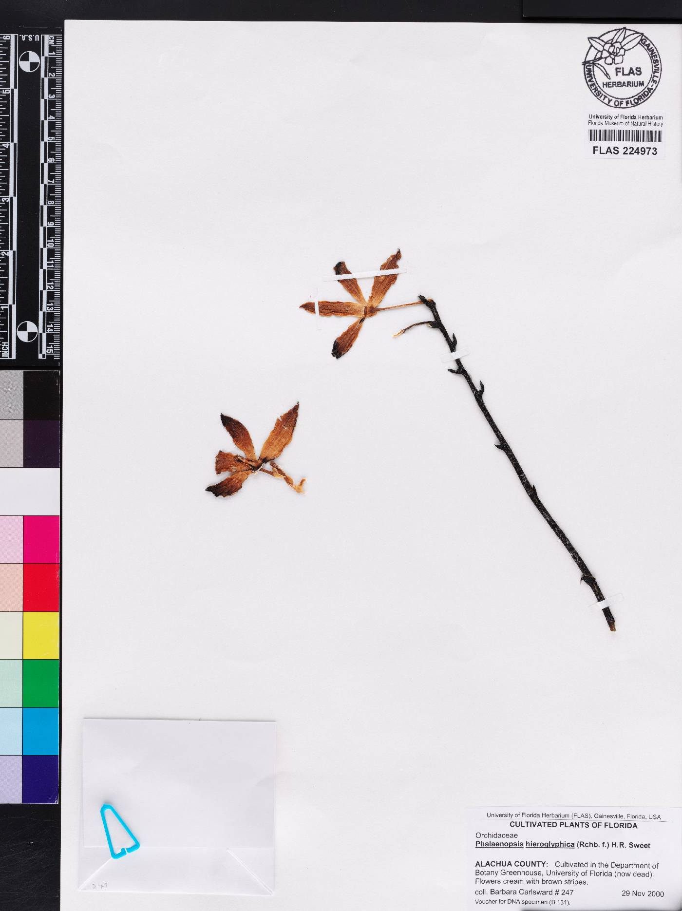 Phalaenopsis hieroglyphica image