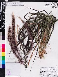 Pennisetum advena image