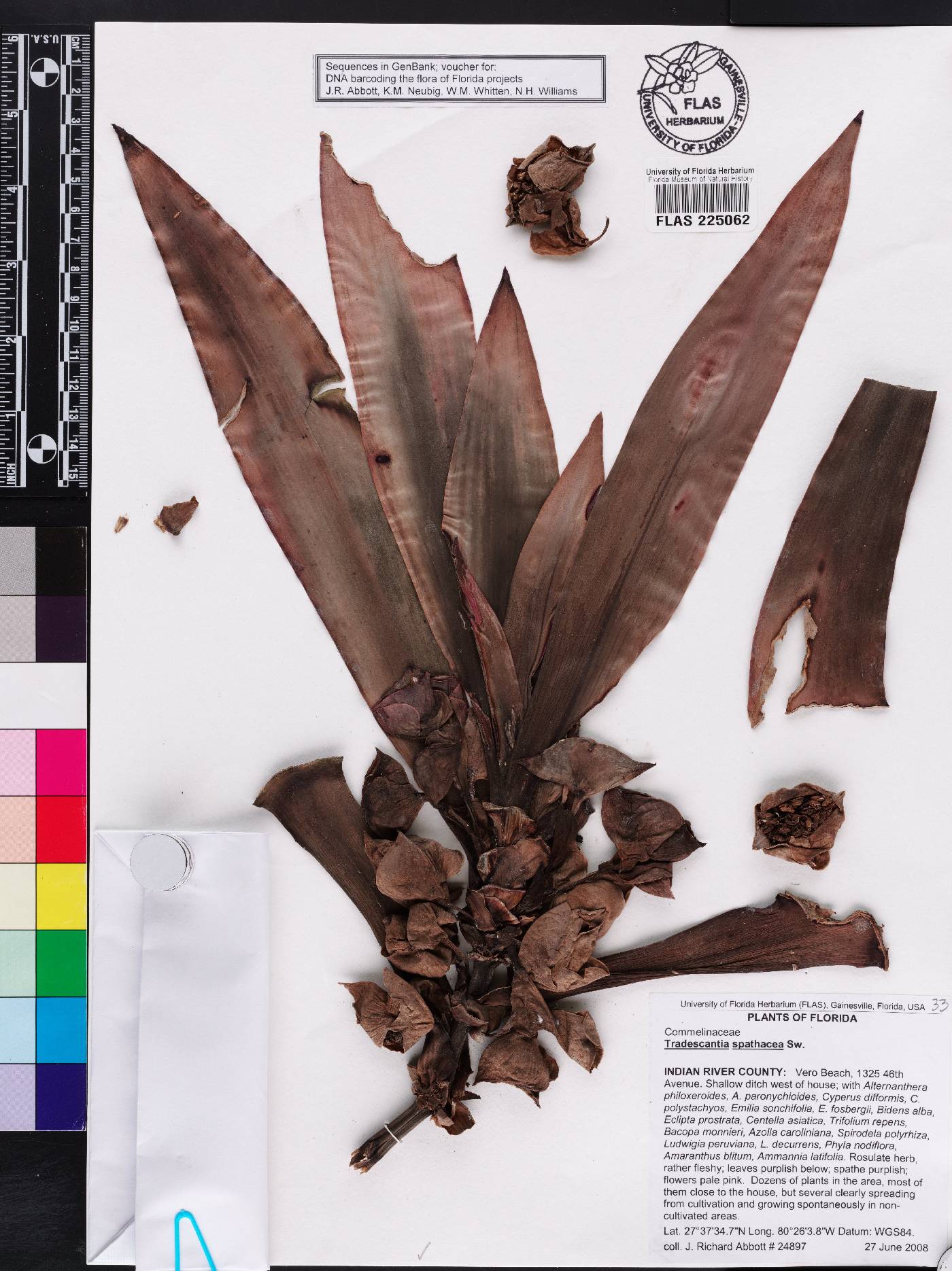 Tradescantia spathacea image