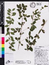 Ligustrum sinense image