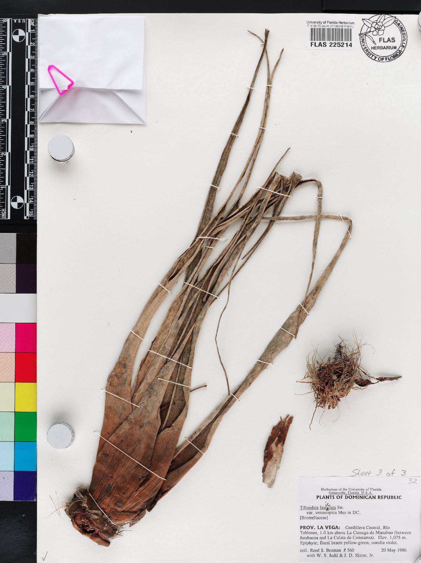 Tillandsia fasciculata var. venosispica image