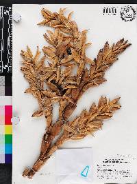 Tillandsia baliophylla image