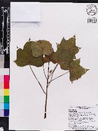 Jatropha curcas image