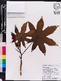 Ricinus communis image