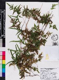 Lygodium japonicum image