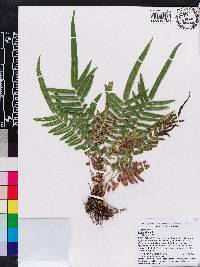 Pteris vittata image