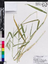 Urochloa ramosa image