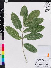 Castanospermum australe image