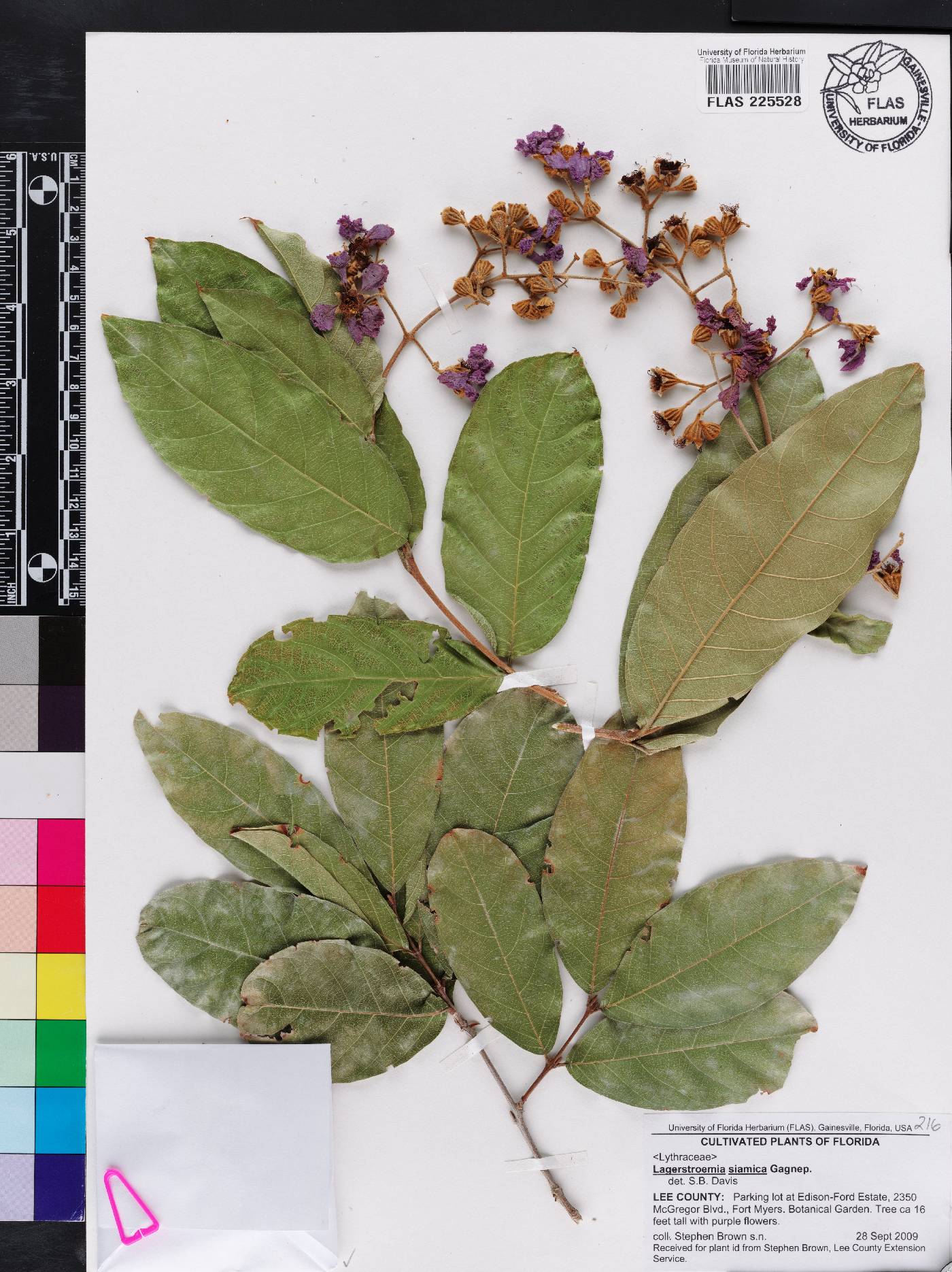 Lagerstroemia floribunda var. cuspidata image