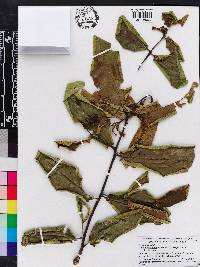 Terminalia arjuna image