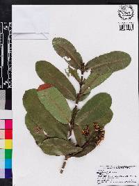 Ixora arborea image