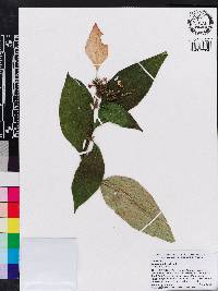 Mussaenda frondosa image