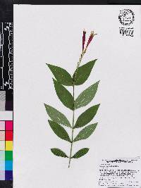 Spigelia marilandica image