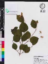 Viburnum dentatum var. dentatum image