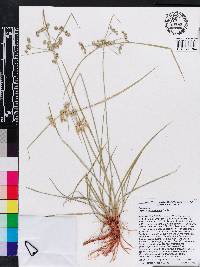 Cyperus surinamensis image