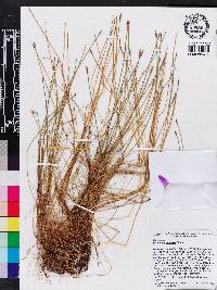 Eleocharis elongata image