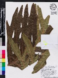 Philodendron bipinnatifidum image