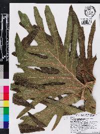 Philodendron bipinnatifidum image