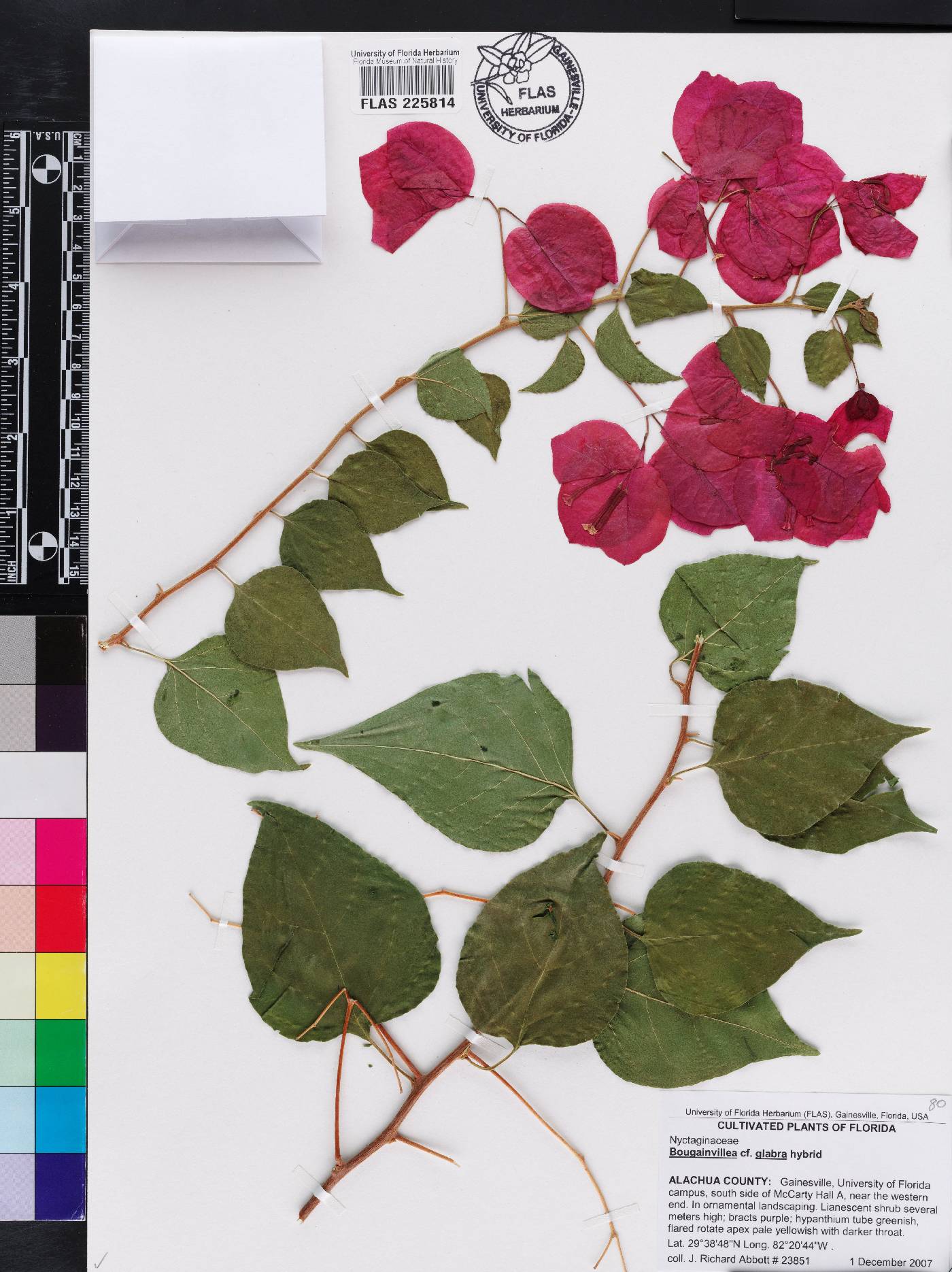 Bougainvillea buttiana image