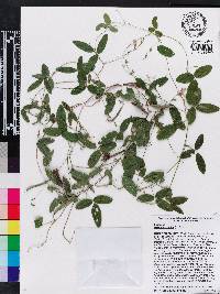 Galactia volubilis image