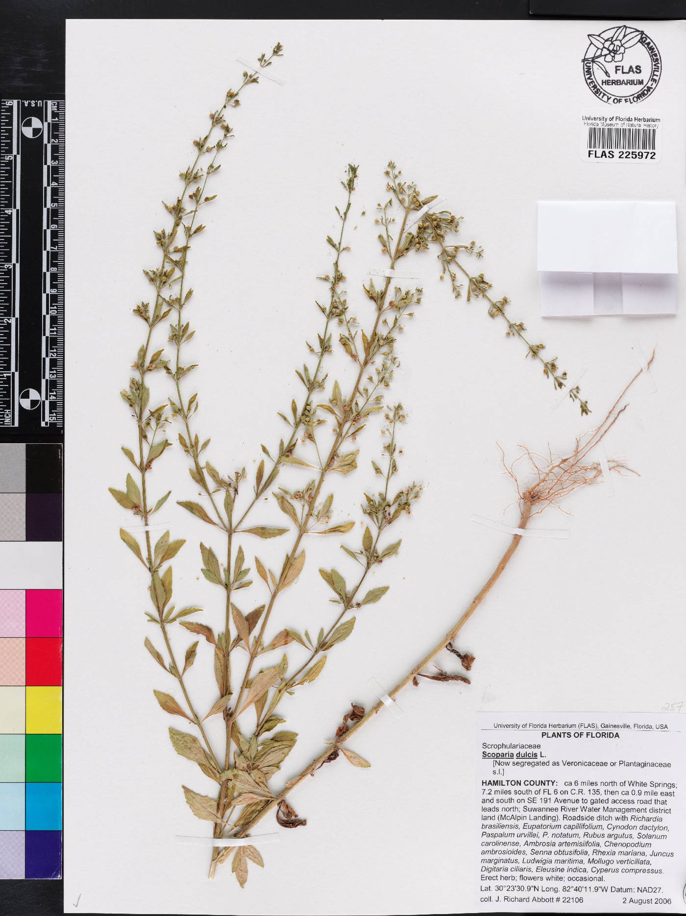 Scoparia dulcis image