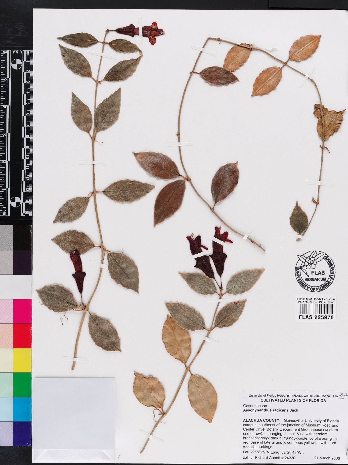 Aeschynanthus radicans image