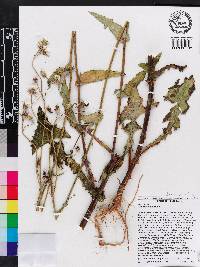 Sonchus oleraceus image