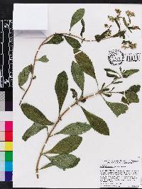 Stevia rebaudiana image
