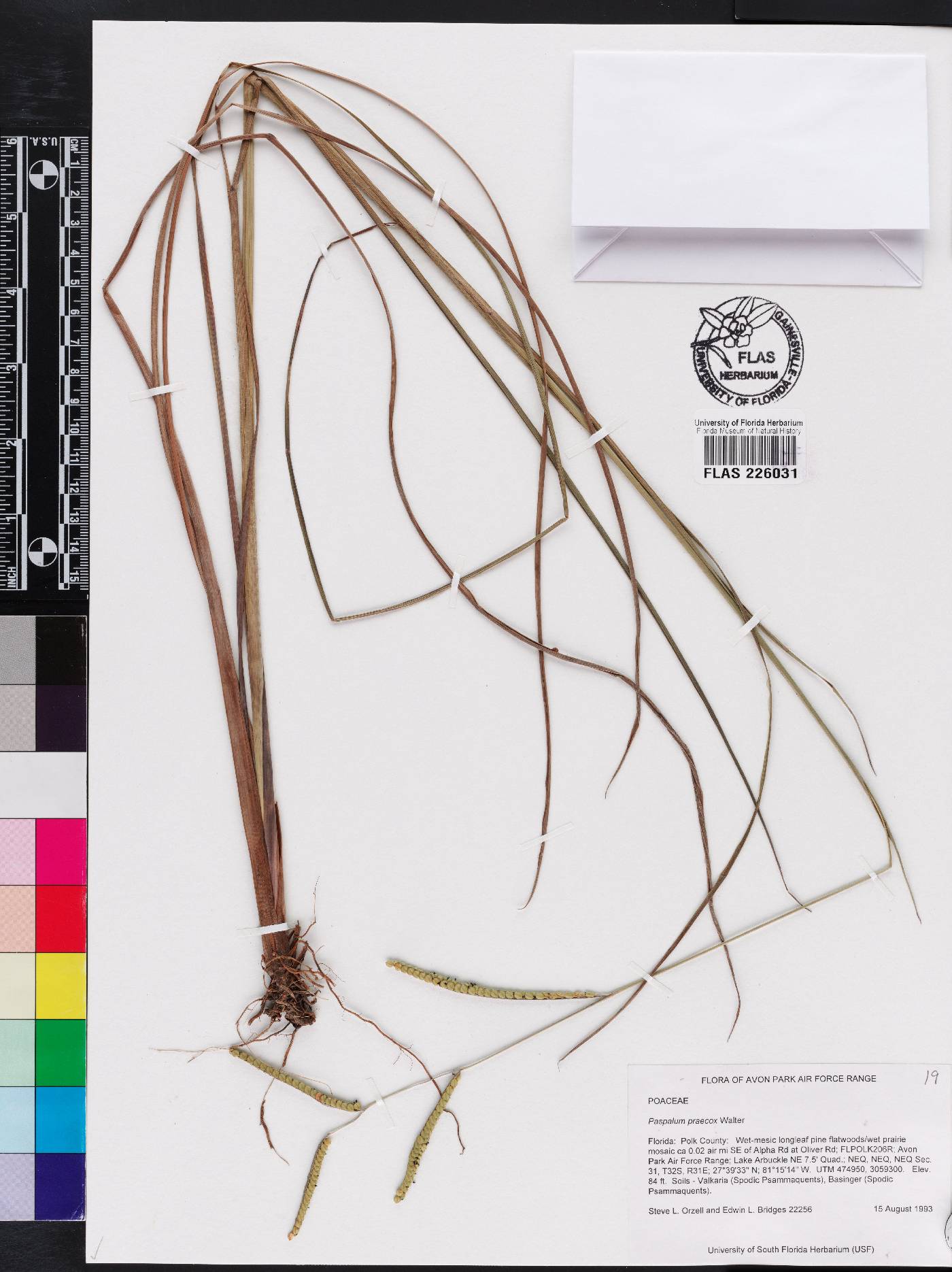Paspalum praecox image