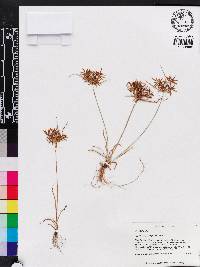 Cyperus polystachyos image