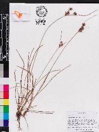 Fimbristylis dichotoma image