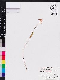 Pogonia ophioglossoides image