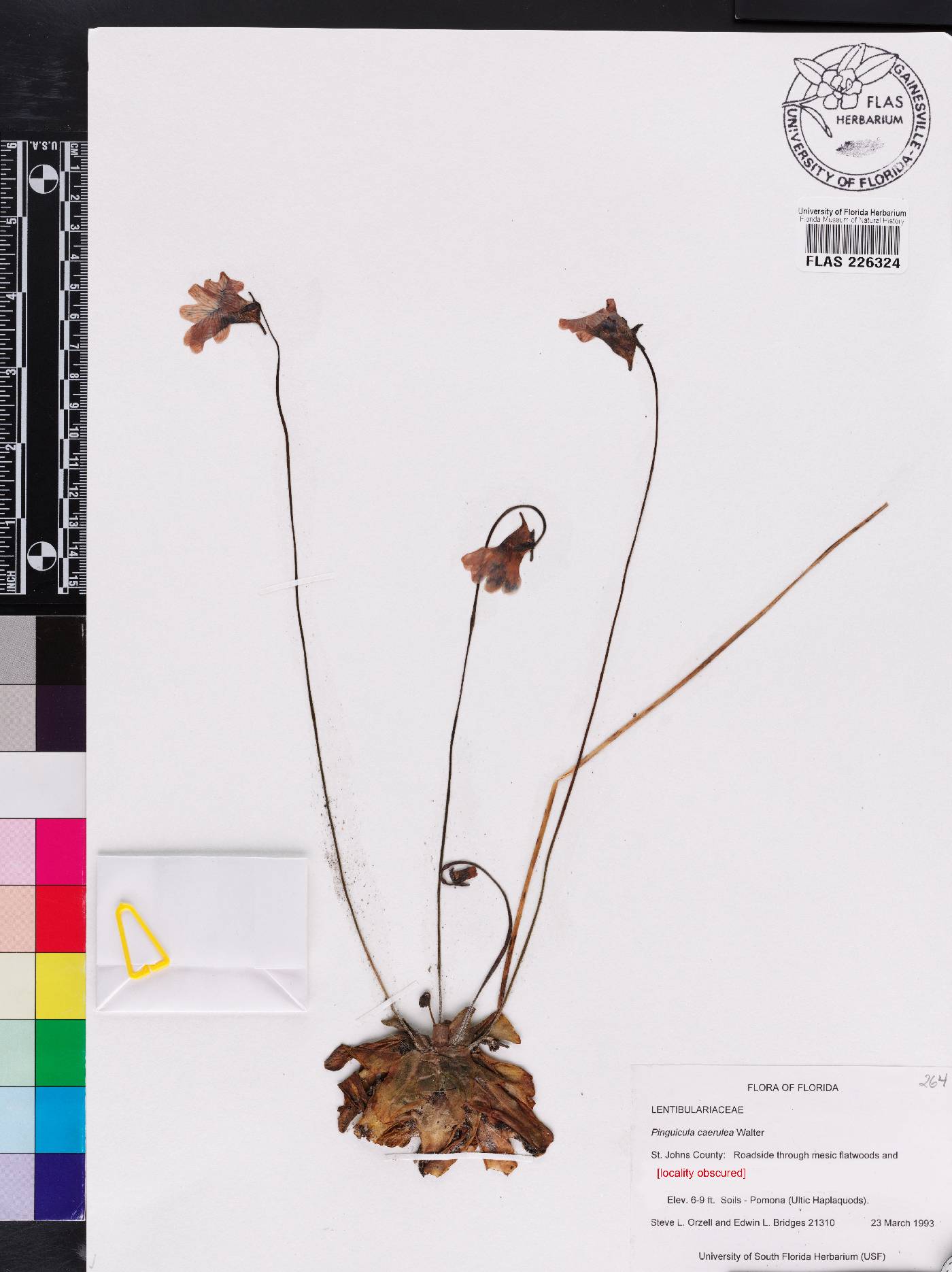 Pinguicula caerulea image