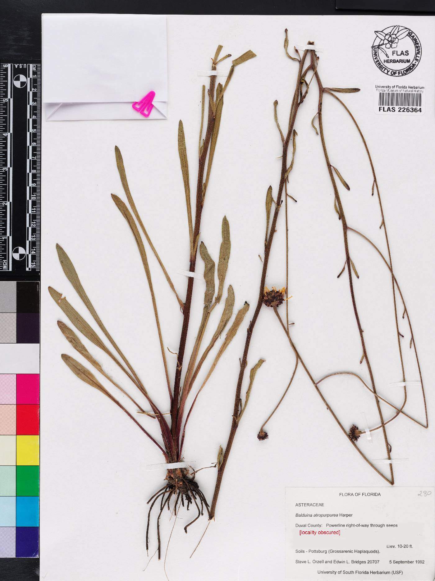 Balduina atropurpurea image