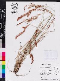 Eragrostis secundiflora image