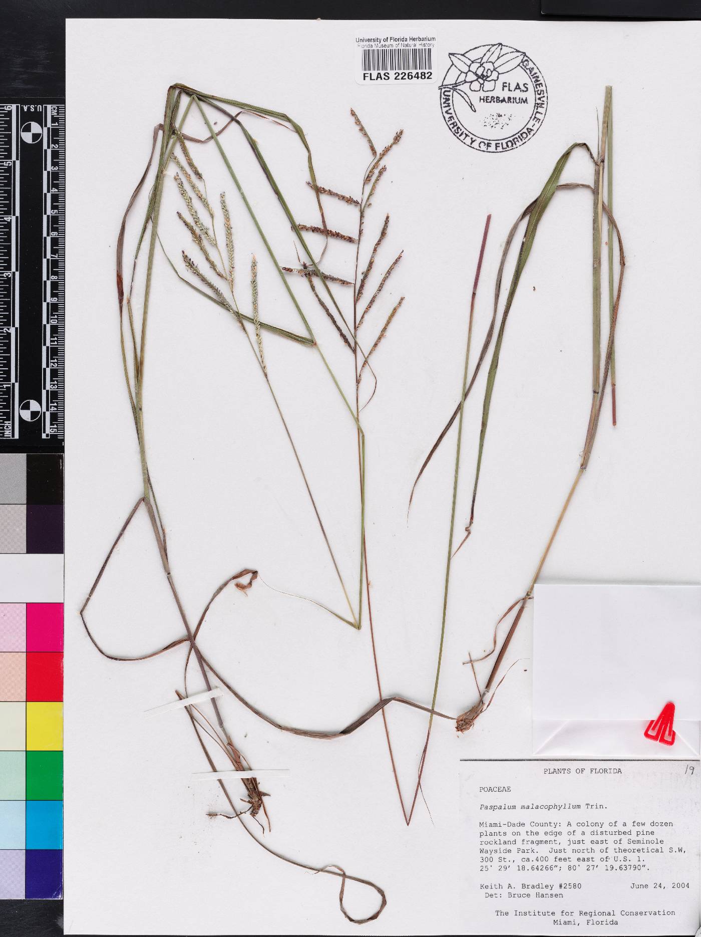 Paspalum malacophyllum image