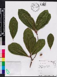 Terminalia muelleri image