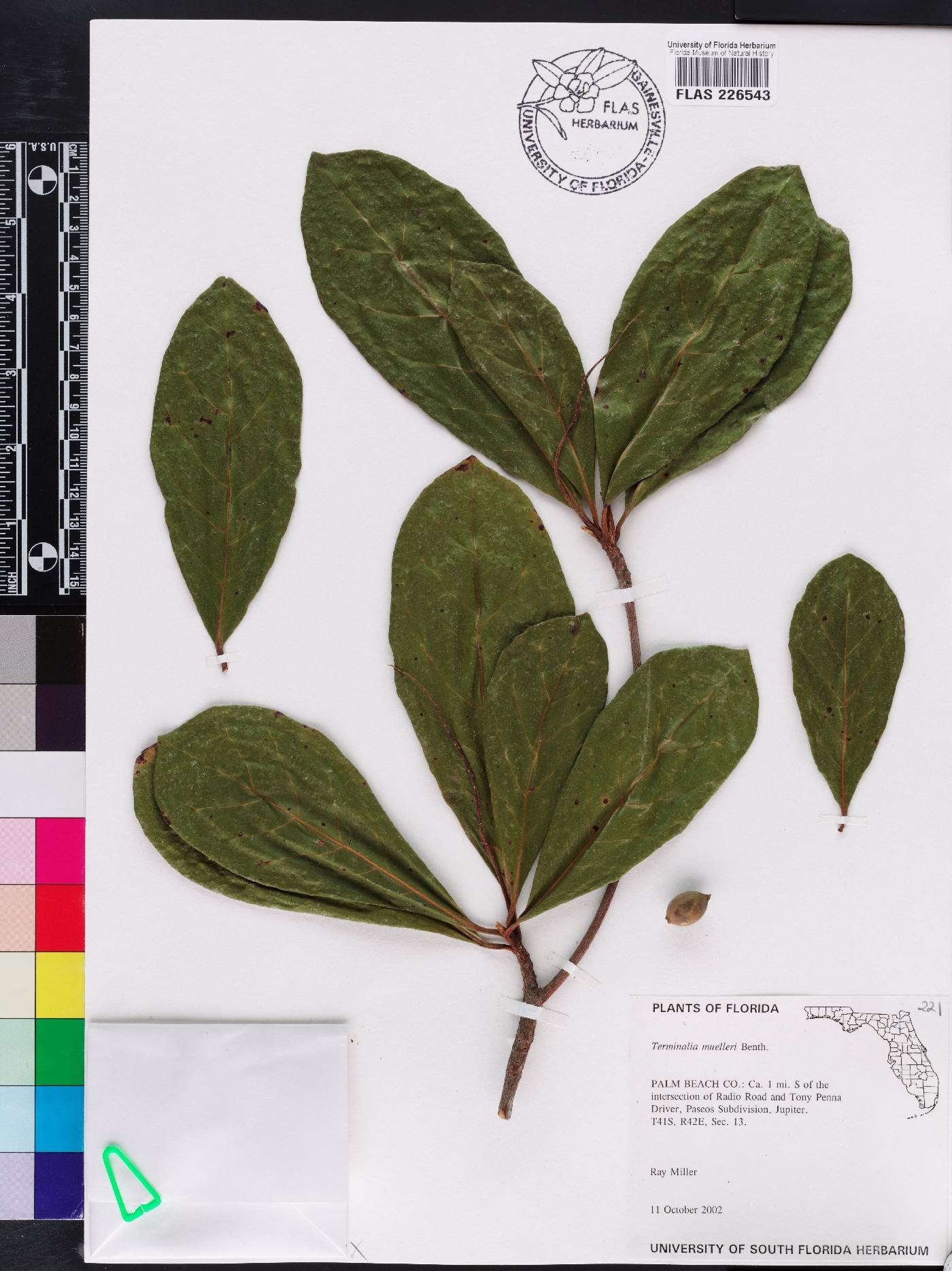 Terminalia muelleri image