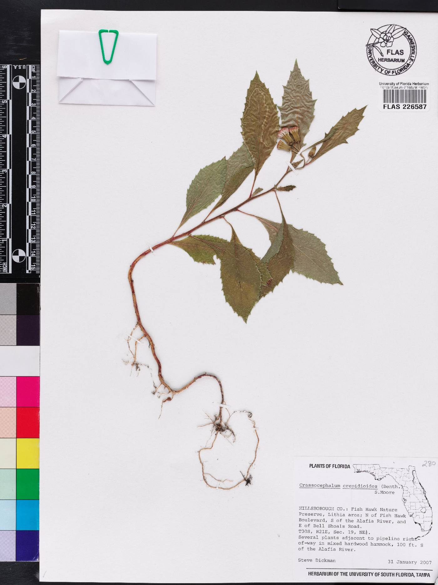 Crassocephalum crepidioides image