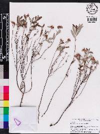 Crocanthemum corymbosum image