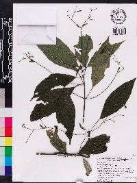 Ruellia pittieri image