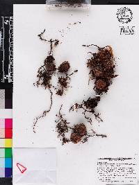 Microgramma brunei image