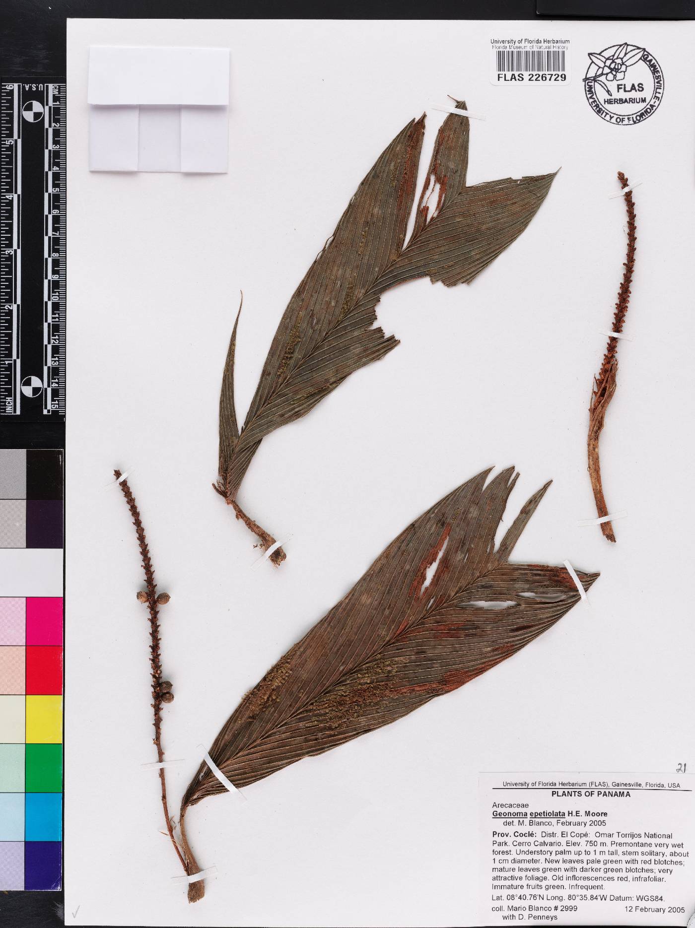 Geonoma epetiolata image