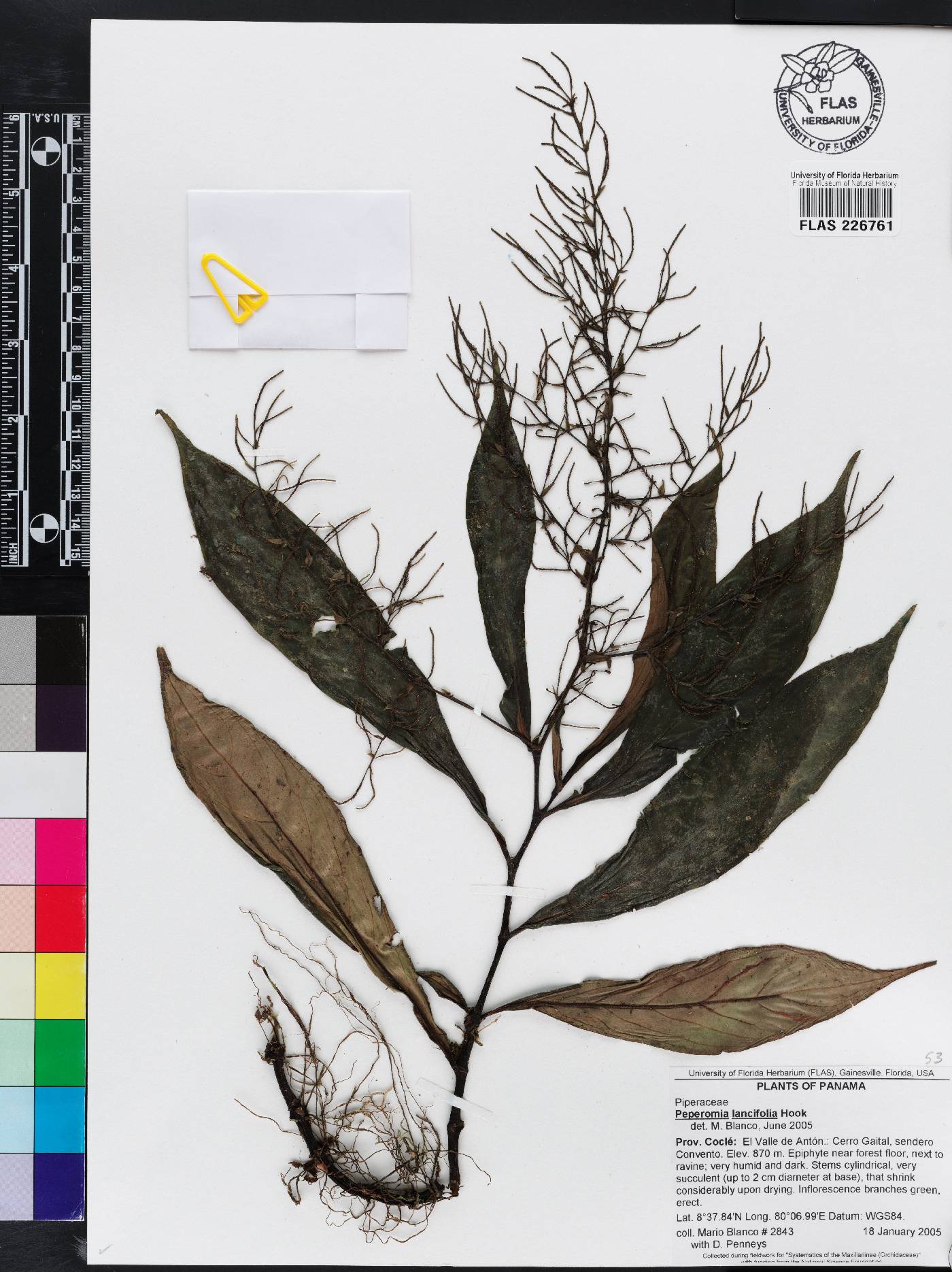 Peperomia lancifolia image